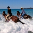 Noosa Horses